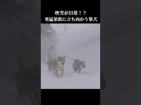 青森では吹雪の散歩が日常！？悪天候の中柴犬は立ち向かう！ shibainu 大雪 青森 サムネイル