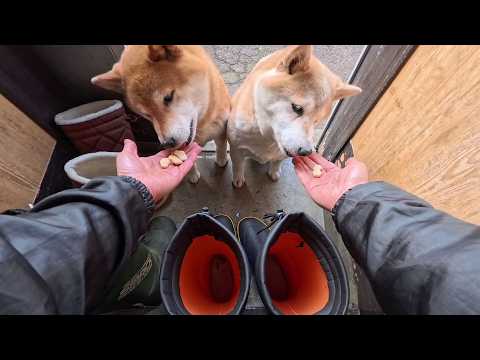 どっちのビスケットが多いか迷うモモさん サムネイル