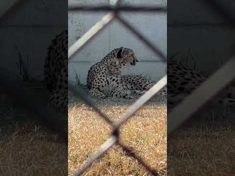 shorts チーターのズラヤさん　千葉市動物公園にて　2026年2月23日 サムネイル