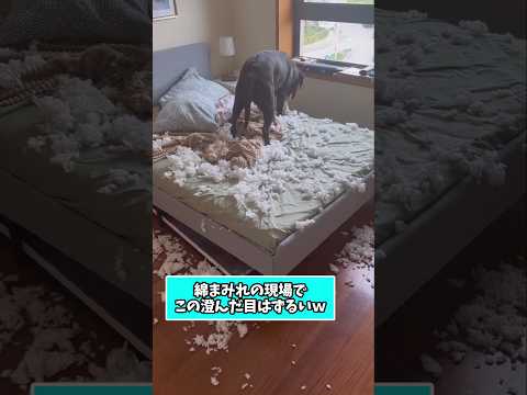 仕事で疲れた皆に贈る笑いと癒しのラブ5選ww　#ラブラドールレトリバー #笑える #癒し #ラブラドールのいる暮らし… サムネイル