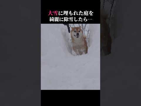 柴犬はテンションMAX！除雪された道に大はしゃぎｗｗｗ shibainu 大雪 癒し サムネイル