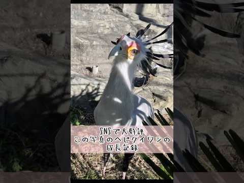 xで話題の写真のヘビクイワシの成長記録 東武動物公園 癒し 赤ちゃん かわいい 動物 動物園 zoo ヘビクイワシ ち… サムネイル