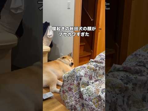 とんでもない寝方でどデカいイビキをかく我が家の秋田犬 秋田犬 日本犬 超大型犬 shorts サムネイル