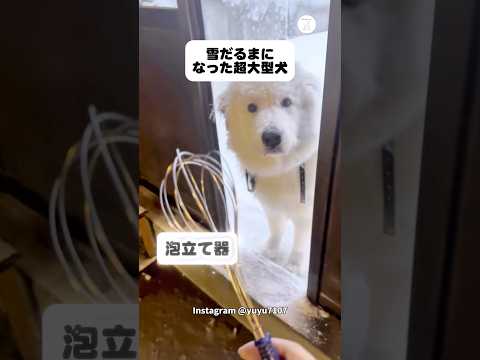 雪だるま化。超大型犬を泡立て器で雪取りしてみた　超大型犬　犬　グレートピレニーズ かわいい犬 面白い サムネイル