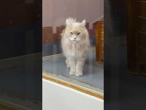 shorts ベロニカくん何か言ってた？　ワンニャンリビング　那須どうぶつ王国にて　2026年2月1日 サムネイル