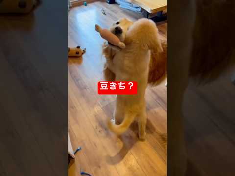 未来のリーダー？🤔shorts goldenretriever グレートピレニーズ ゴールデンレトリバー犬 サムネイル