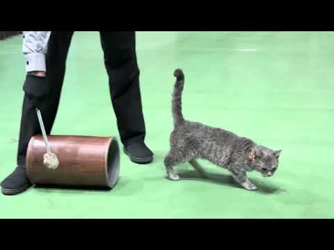 ラパちゃん登場〜！なかなか見れない猫によるショー ザ・キャッツ　那須どうぶつ王国にて　2025年1月9日 サムネイル