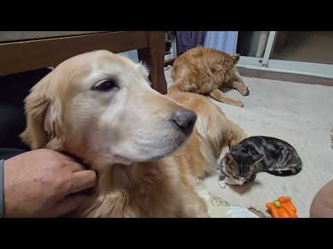 お供え餅を勝手に食べて旅立った２代目ゴールデンレトリバーのエルフのお話。鏡びらきを前に一月八日とお餅で思う事。 サムネイル