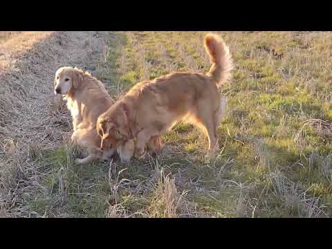 車にパンがあるから降りたくないゴールデンレトリバーの８歳 サムネイル