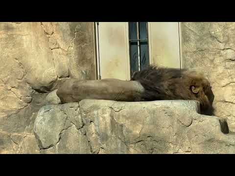 ヘソ天⁈アレンくん　ライオン　千葉市動物公園にて　2026年2月23日 サムネイル