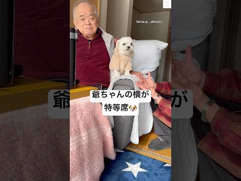 特等席は、爺ちゃんの横　チワマル 犬　かわいい 犬のいる暮らし 面白い サムネイル