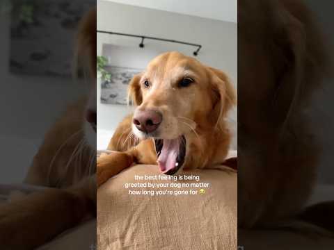 coming home to my golden retriever🥵goldenretreivers dog pup… サムネイル