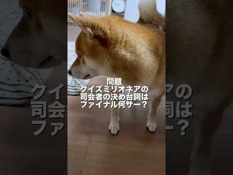 さぁ、答えられるかな？　柴犬　柴犬とん サムネイル