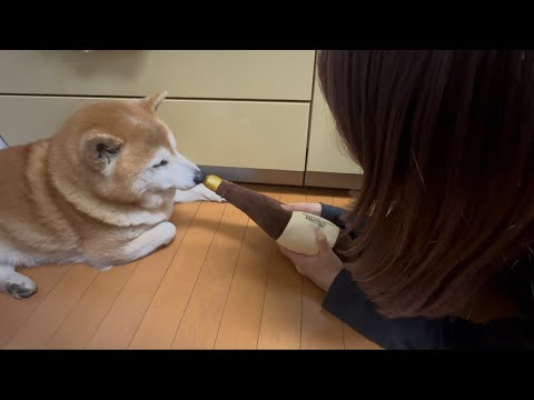 柴犬福 福タン可愛い音頭で合いの手チャレンジ🤣😅Sister and Shiba-Fuku song🤣 サムネイル