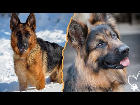 How Breeding Changed the German Shepherd Forever サムネイル