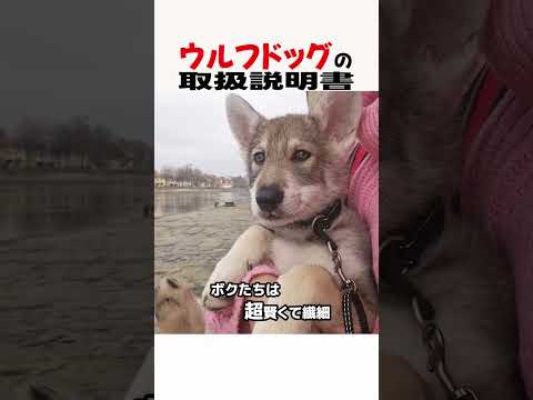 ウルフドッグの取扱説明書　ウルフドッグ 大型犬 大型犬のいる生活 大型犬のいる暮らし 犬好きさんと繋がりたい 元気お届け サムネイル