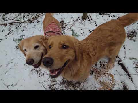 強烈寒波の置き土産はゴールデンレトリバーの親子へほんの少しの雪と低気温　2026年1月25日 サムネイル
