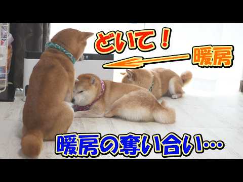 柴犬達のヒーター前での場所取り合戦が可笑しくて、ほっこりしました。 サムネイル