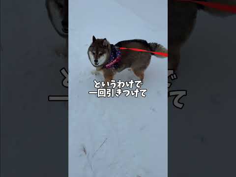 1人になりたい！🐕柴犬がとった行動は… サムネイル