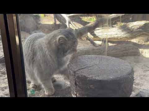 ナゴムくん　ファンサの時間です　マヌルネコ　那須どうぶつ王国　2026年1月4日 サムネイル