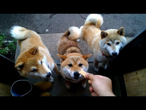 2026年2月8日(日) くっきーください！！！ サムネイル