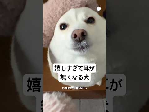 飼い主が帰宅した瞬間…嬉しすぎて耳がなくなる犬　　犬　いぬ　ポメ柴  かわいい犬 犬のいる暮らし サムネイル
