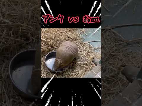 アンクVSお皿　東武動物公園 動物 動物園 かわいい 癒し animals zoo アルマジロ お皿 仁義なき戦い サムネイル