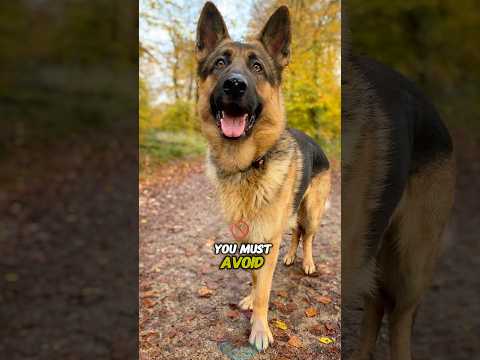 German Shepherd Grooming Mistakes You MUST Avoid shorts dog… サムネイル
