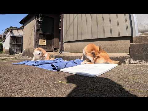 お風呂が終わったら、 サムネイル