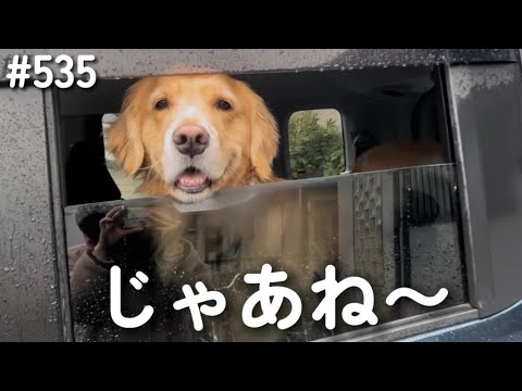 じゃあね〜【ゴールデンレトリバー】 サムネイル