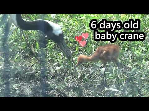 丹頂鶴媽咪Kika餵食寶寶(哩鶴的妹妹)好有愛, Mother crane feeding baby Red-crow… サムネイル