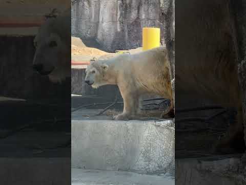 一歩づつお部屋に向かい出しました🥹　10:26 頃のバフィンさん　   ホッキョクグマ　浜松市動物園にて　2026年3… サムネイル