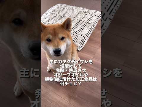 柴犬とん君「アン」チョビを答えることができるのか！？　柴犬　柴犬とん