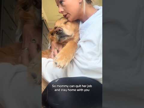 coming home to my golden retriever🥵 goldenretreiver dog ind…