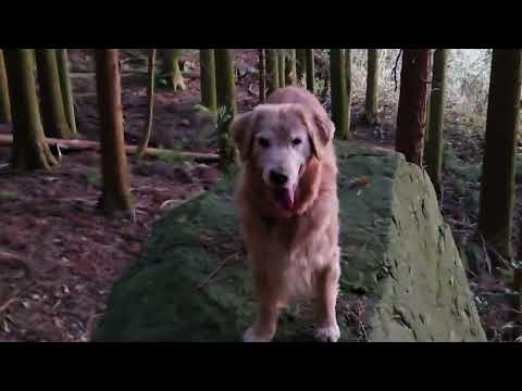 山のお堂へ今年最後のお参り？途中で予定変更してゴールデンレトリバー親子と大岩へ。 サムネイル