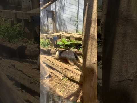 shorts このはくん　ミナミコアリク　野毛山動物園にて　2025年12月6日