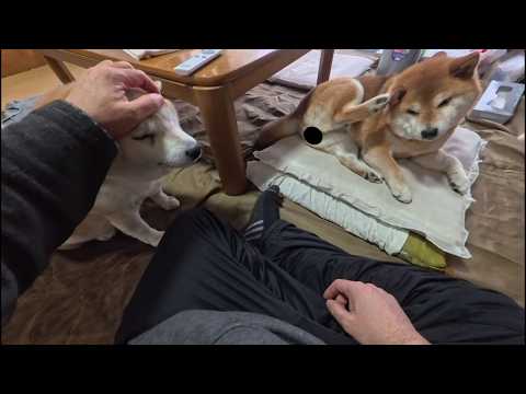 2026年4月11日(土) 撫でる手をめぐる熾烈な主導権争い サムネイル