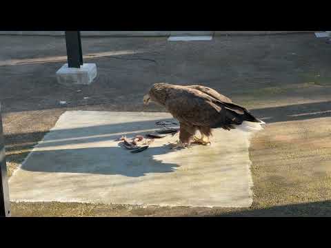 ごはん貰いました〜　オジロワシ　浜松市動物園にて　2026年2月15日 サムネイル