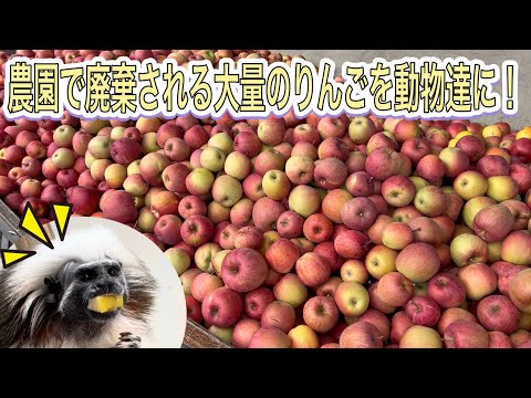 りんご農家で廃棄される大量のりんごをタダで当園の動物達にプレゼントして頂きました！！ サムネイル