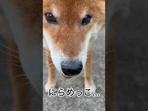 ’26.6.1 力丸とにらめっこ… 柴犬 shibainu 柴犬のいる暮らし 柴犬の日常 にらめっこ カメラ目線 力丸 サムネイル