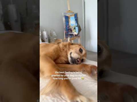 coming home to my golden retriever🥵goldenretreivers dog pup… サムネイル