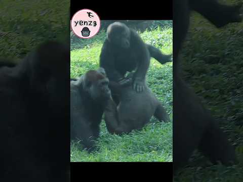 Ringo JUMP!🤣🤣🤣 gorilla cuteanimals 金剛猩 金剛猩猩 taipeizoo 台北市立動… サムネイル