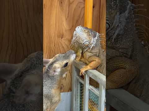 仲良しの証？イグアナをカミカミするマーラ♪shorts イグアナ 動物 サムネイル