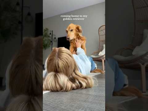 dog-tor coby to rescue🛟goldenpup puppy goldenpupppy dogbree… サムネイル