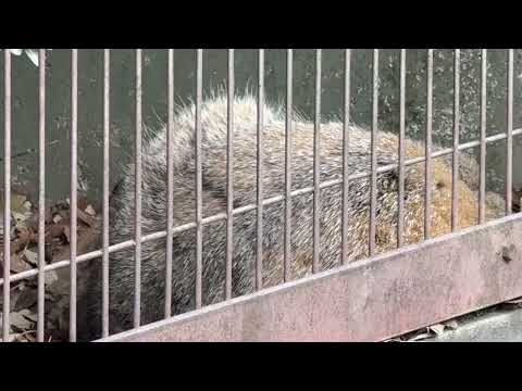 爆睡🤭　エルくんとミーニャちゃんの息子たち　マヌルネコ　東山動植物園にて　2026年3月13日 サムネイル