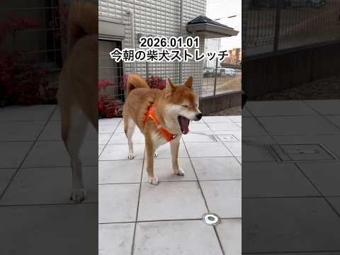 HAPPY NEW YEAR🐶dog doggie 柴犬 shibainu healing stretch yoga… サムネイル