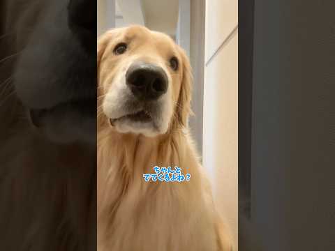 ( ˙-˙ )ｽﾝ 大型犬 ゴールデンレトリバー