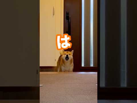 人間の2歳児くらいは喋れるようになった柴犬　柴犬 サムネイル