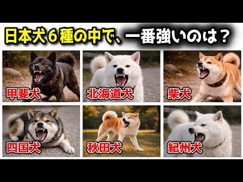 日本犬６種が戦ったら一番強いのは？戦闘力の違いを性格や性質から考察【最強の日本犬とは】 サムネイル