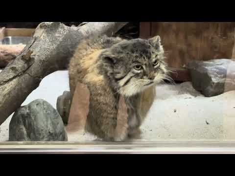 プリームラちゃん ガラス前に来てくれました😭！！　マヌルネコ　上野動物園にて　2026年2月6日 サムネイル